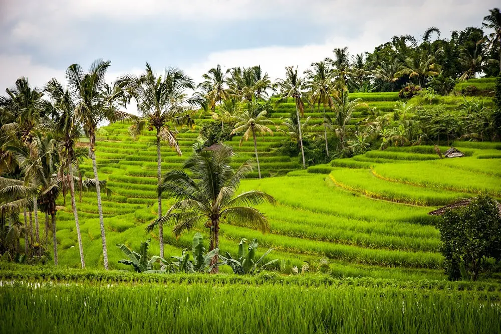 Bali Itinerary - Tegalalang Rice terrace