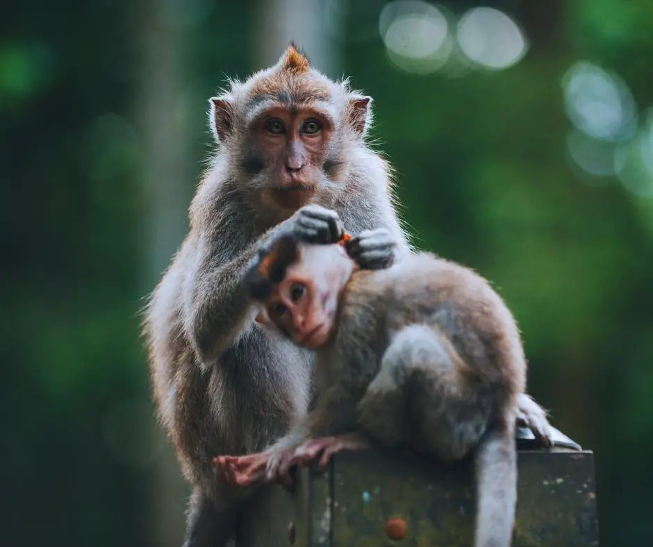 3 days in Ubud Itinerary - Monkey Forest