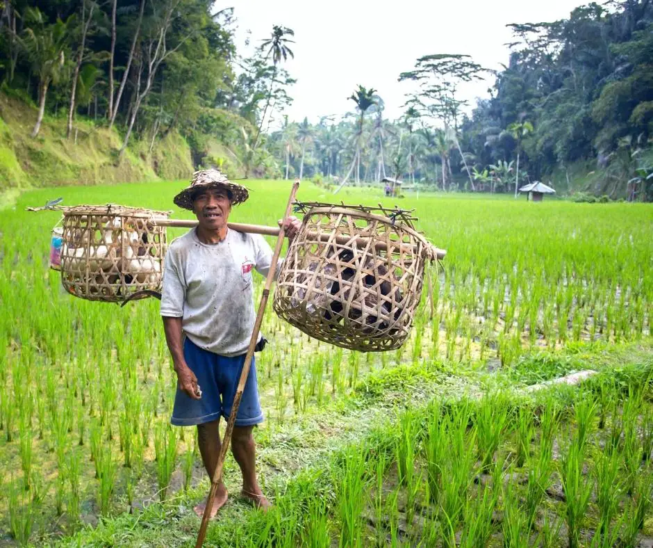 3 days in Ubud Itinerary - Rice Terraces