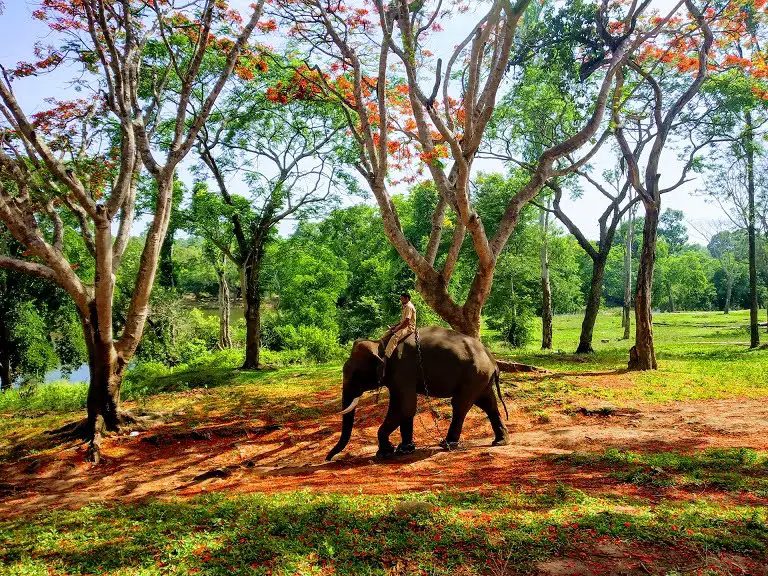 Things to Do in Coorg : Dubare Elephant Camp