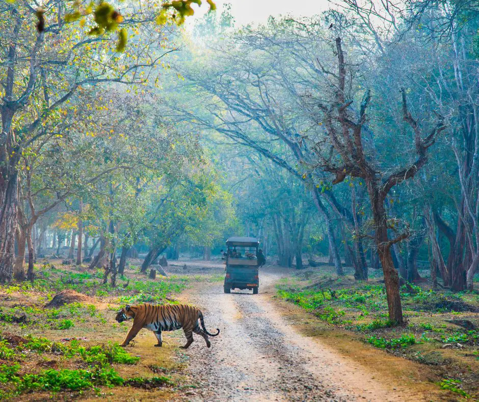 Things to Do in Coorg : Nagarahole national park safari