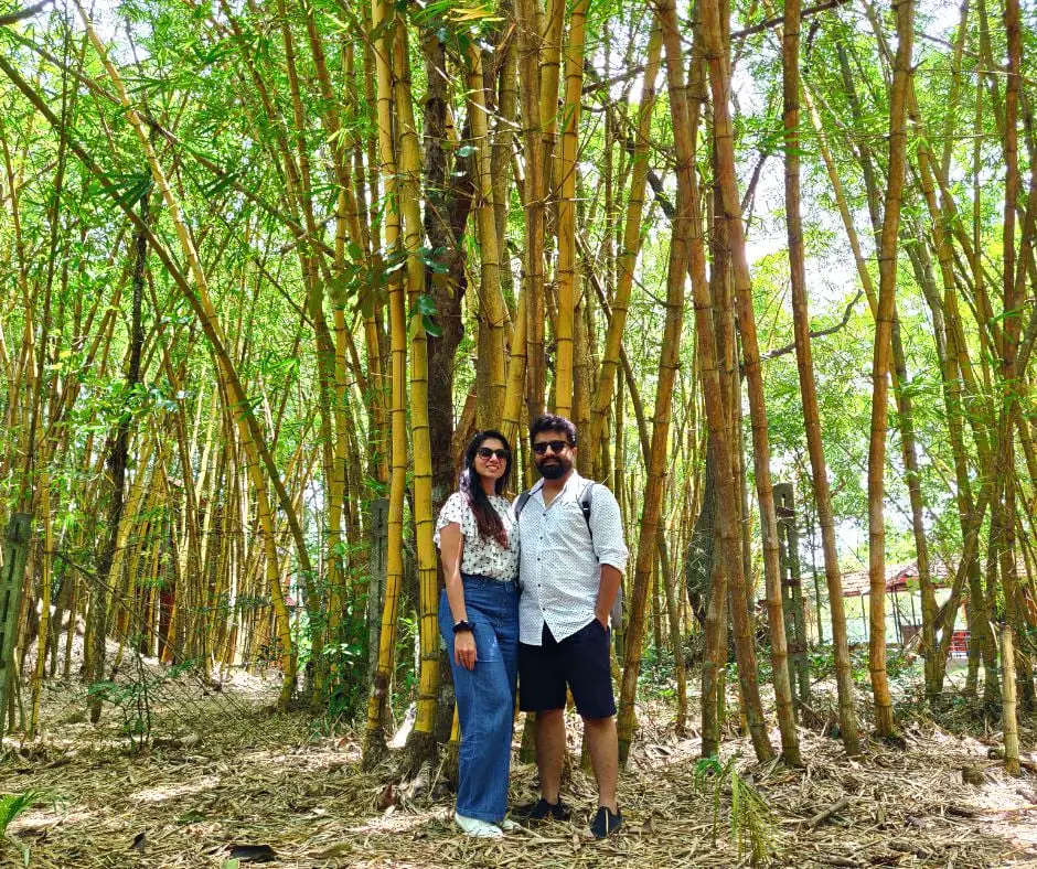 Things to Do in Coorg : Nisargadhama Bamboo Forest