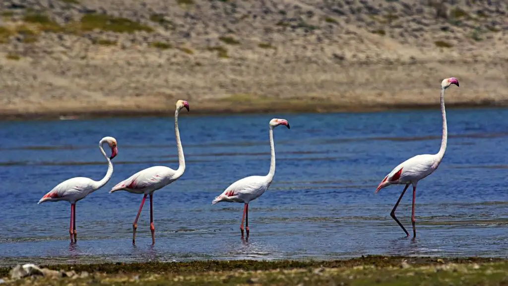 things to do in Jawai: Migratory bird in jawai bandh