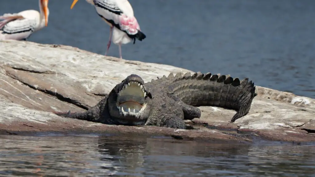 things to do in Jawai: crocodile spotting