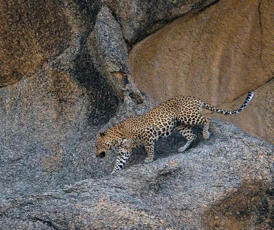 things to do in Jawai: jawai leopard safari