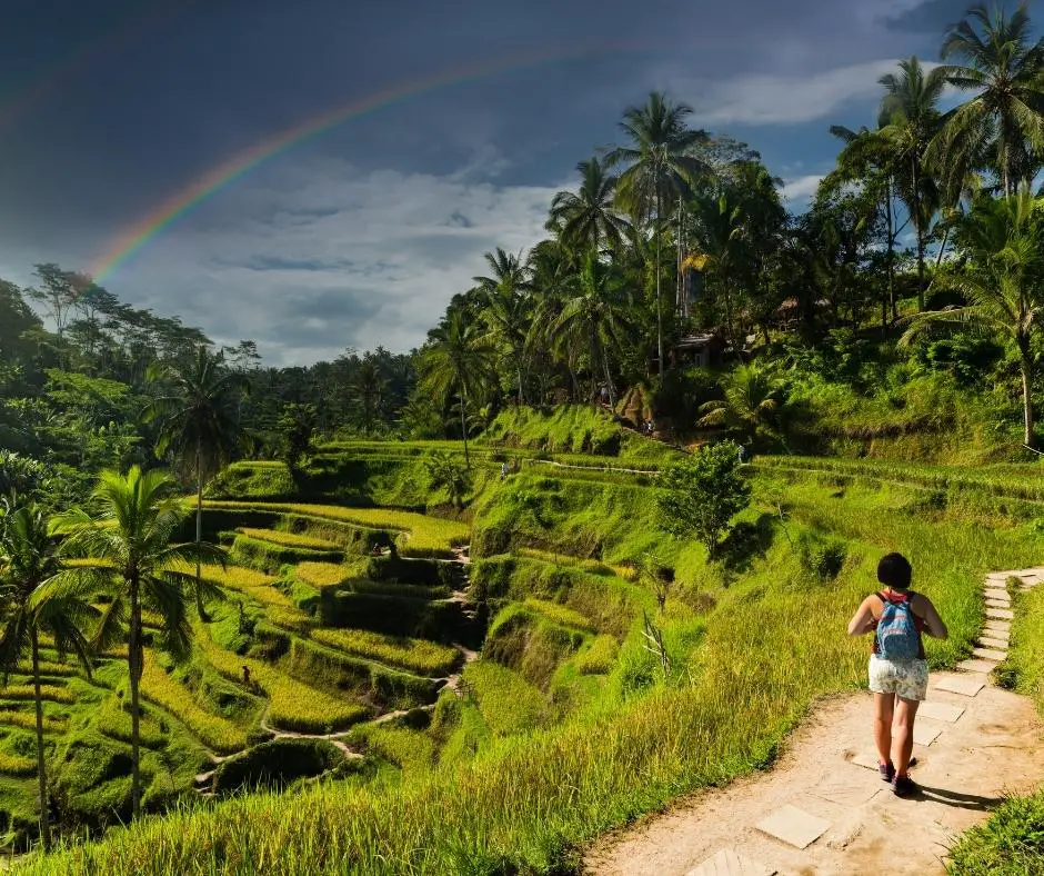 Busungbiu Rice terraces in North Bali