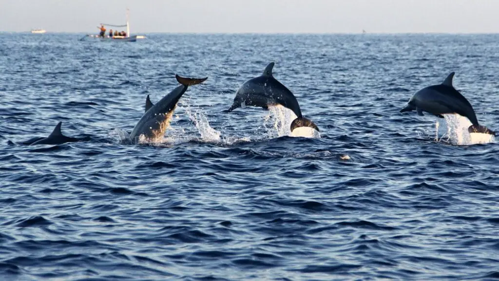 North Bali Dolphin tour